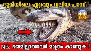 🔴 Titanoboa Snake  King Of Snakes  Malayalam  ഇവൻ്റെ മുമ്പിൽ Anaconda വെറും പുഴു Storify [upl. by Silvers]