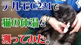 テルモC231で猫の体温を測ってみた。 CAT VIDEO 【Japanese】 [upl. by Rodriguez]