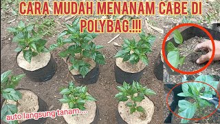 cara mudah menanam cabe di polybag dari awalcabe petani garden [upl. by Baggett]