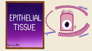 Epithelial Tissue  Epithelial cells  Classification  Histology [upl. by Airetahs]