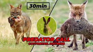 Cottontail distress  predator call sound effects [upl. by Blondell]