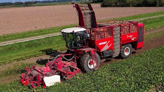 Suikerbieten rooien  Sugarbeet harvest  Vervaet Q 616  Massey Ferguson  Beco  Zuckerrüben roden [upl. by Petes]