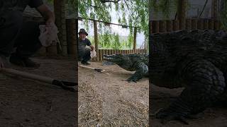 Training Nile Crocodiles Can they learn [upl. by Burtis]