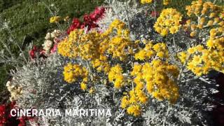 Cineraria maritima Garden Center online Costa Brava  Girona [upl. by Laszlo]