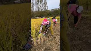 Rice harvesting process farming [upl. by Iak]