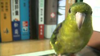 Lineolated parakeets how to learn singing [upl. by Ahsimak]