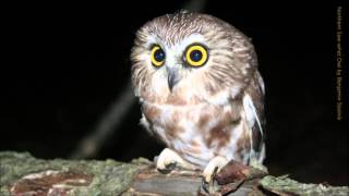 Northern Sawwhet Owl Call [upl. by Doelling710]