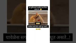 अलादिन वाला चिराग असता तर😜😂🤣mrssnehapatiltrending viralcomedyfunnycatcatlover viralvideov [upl. by Nuy]