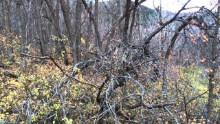 Primos Hoochie Mama Elk Call in Utah Video 1 [upl. by Nnylesor139]