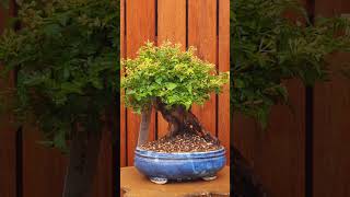 Bonsai Stephanandra with nice trunk ❤️ [upl. by Ramoh645]