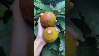 Green sapote istimewa pol [upl. by Ylellan]