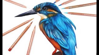 How to Draw a Realistic Kingfisher  StepbyStep Tutorial [upl. by Eidnar]