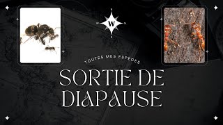 Sortie de diapause de toute mes espèces [upl. by Hilar]