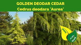 GOLDEN DEODAR CEDAR  Cedrus deodara Aurea by Monrovia [upl. by Soraya]