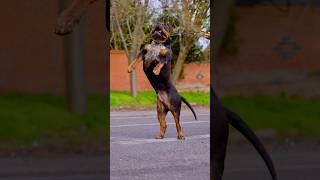 Pawsome Tricks Dogs Doing the Unexpected americanbully dogtrainingfundamentals [upl. by Alarick474]