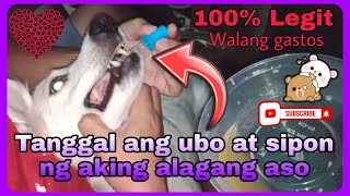 Sobrang Mabisang Gamot sa Ubo at Sipon ng ating mga Alagang Aso 100 No Gastos  Lakbayin Vlogs [upl. by Sinnaiy]