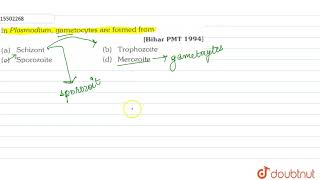 In Plasmodium gametocytes are formed form [upl. by Amedeo631]