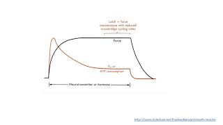 MED MUSI 111 Smooth Muscle excitation contraction coupling 2 [upl. by Ayatan114]