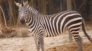 Animal Spotlight Grants Zebras [upl. by Ardell659]