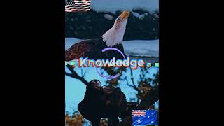 Bald Eagle Vs Wedge Tail Eagle edit eagles usa australia [upl. by Nilok]