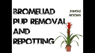 Bromeliad Pup Removal and Repotting [upl. by Yesoj]