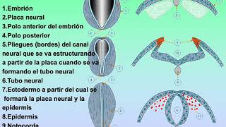 09 neurulación y mesodermos [upl. by Yrakaz]