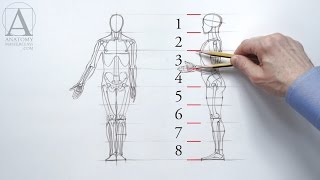 Human Figure Proportions  Anatomy Master Class [upl. by Rand]