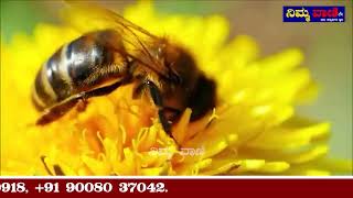 NIMMA VAANI ನೊಣ vs ಜೇನುನೊಣ House fly  honeybee [upl. by Zeke]