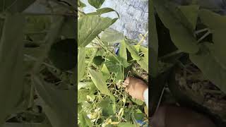 Beans plant at home  grow beans at home trending ytshorts nature food farming shorts reels [upl. by Atik836]