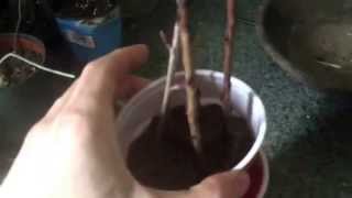 Aronia Chokeberry Cutting Propagation Indoors [upl. by Tann206]