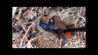 Il mondo degli uccelli Indian Robin Copsychus fulicatus [upl. by Gillie481]