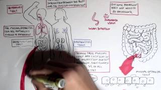 Mucosal Immunity Overview [upl. by Scrope694]