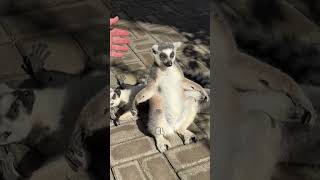 Hombre Imita a Lemur Tomando el Sol shorts [upl. by Drareg]