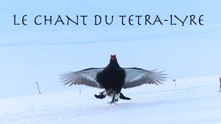 29 LE CHANT DU TETRA LYRE  roucoulades cris et bagarres [upl. by Nosam784]