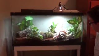 Self cleaning corn snake enclosure [upl. by Ecerahs]