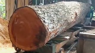 The amazing skill in Sawing Giant mahogany makes it into a beautiful wide sheet [upl. by Ddat]