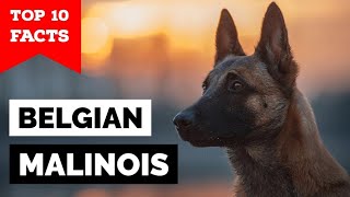 Belgian Malinois  Top 10 Facts [upl. by Ilene377]