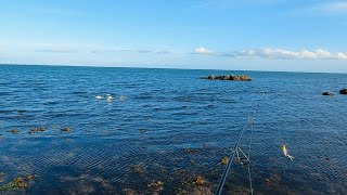 Fishing the shallows at Scarborough  Lots of fun [upl. by Nolram342]