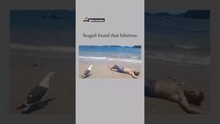 Oh My God😰Wait For End😳He made that Bird Laugh😳😂 viralcontent reels tiktok animals funny [upl. by Eatton21]