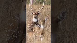 Chital Deer Stag In Pursuit Of Oestrus Hind 😈 [upl. by Thetisa]