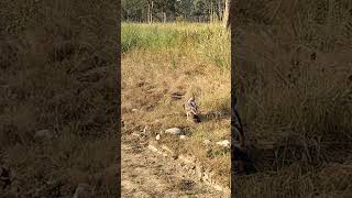 changeable hawk eagle in Jim Corbett National Park [upl. by Anitsirhc]