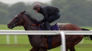 Frankel and his final season Newmarket racecourse gallop [upl. by Cleon]