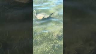 Do cownose ray mudd clouds attract fish texas flyfishing fish [upl. by Hillman]