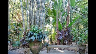 EN FLORIDE  UN JARDIN TROPICAL COMPOSÉ DE PLANTES DINTÉRIEUR COMME VOUS NE LES AVEZ JAMAIS VUES [upl. by Nert]