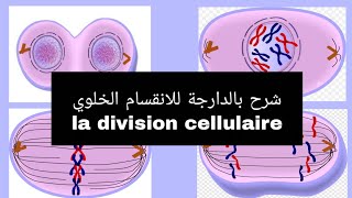 شرح بالدارجة للانقسام الخلوي la division cellulaire L1 Snv s1 \s2 la mitoseللسنة اولى تخصص بيولوجي [upl. by Ahsenra]