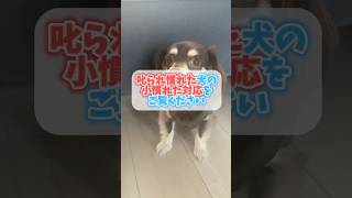 叱られ慣れた犬の「小慣れた対応」をご覧ください チワックスミントたいちょう 犬 [upl. by Ennoira651]