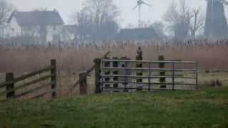 Rough Legged Buzzard Marsh Harrier Short Eared Owl amp Kestrel  Halvergate Marsh [upl. by Annavahs]