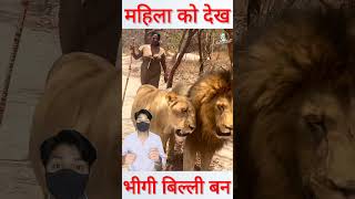 महिला को देख भीगी बिल्ली बन गया शेर shorts lion [upl. by Eisele886]