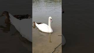 Water Birds Nature Beauty birds nature swans cuteanimals [upl. by Regor]