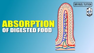 Absorption of Digested Food [upl. by Jo]